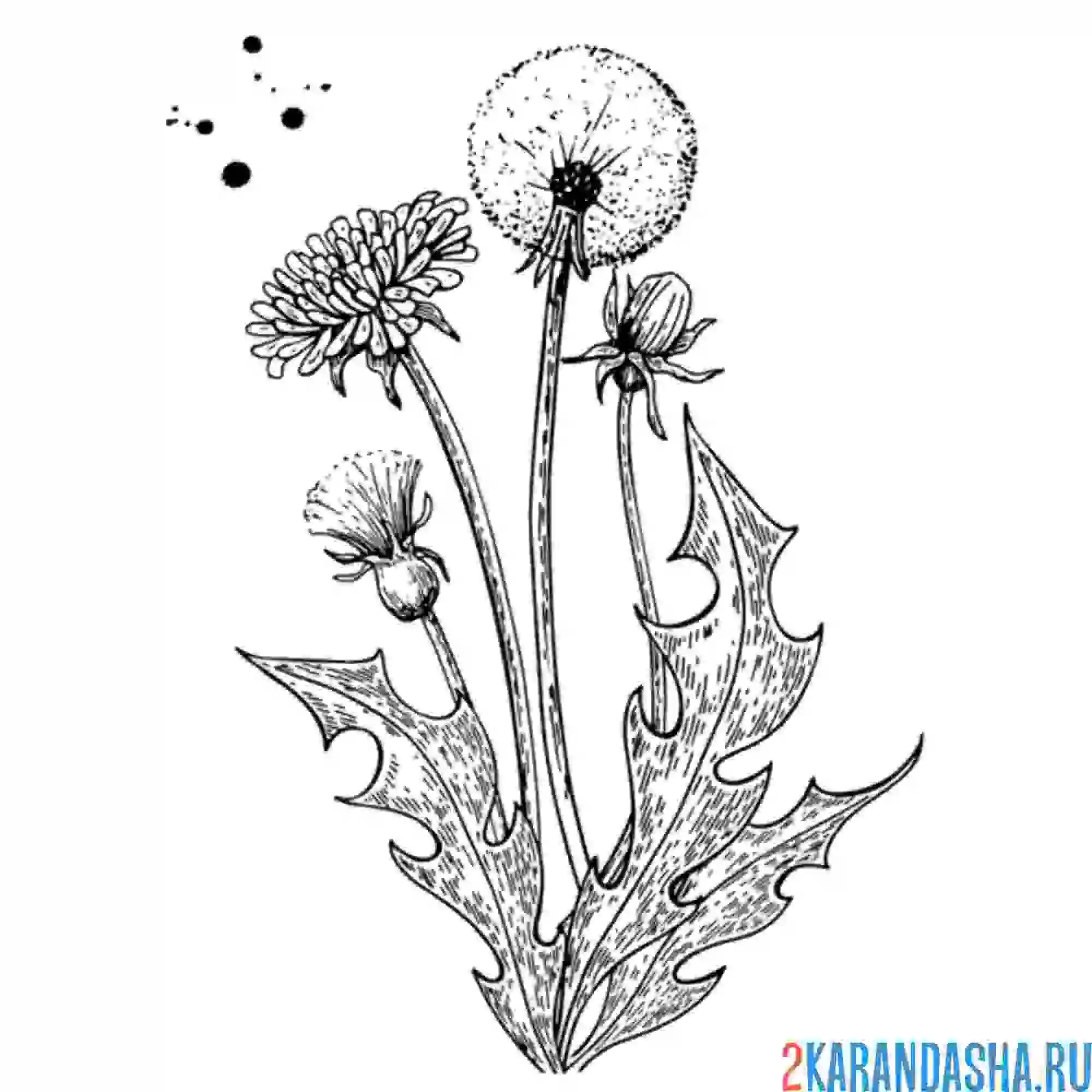 Раскраска одуванчики в саду