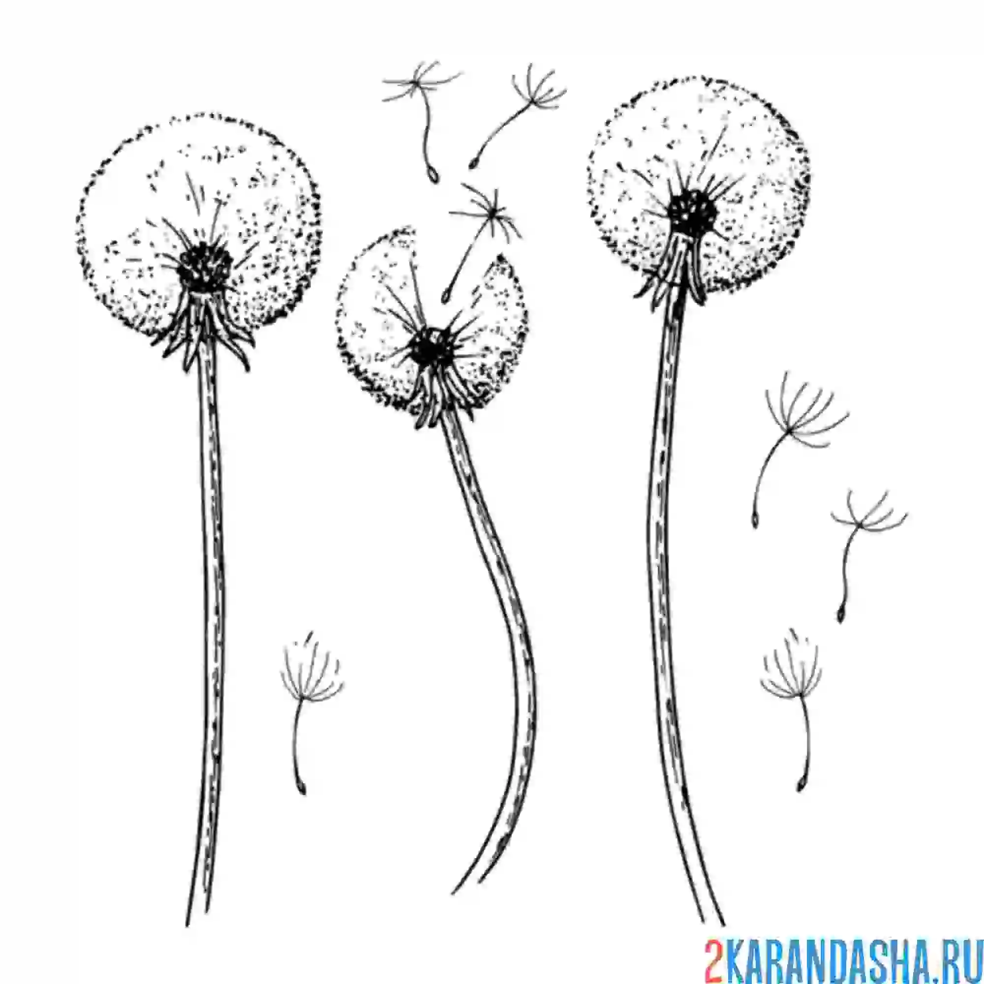 Раскраска подули на одуванчик