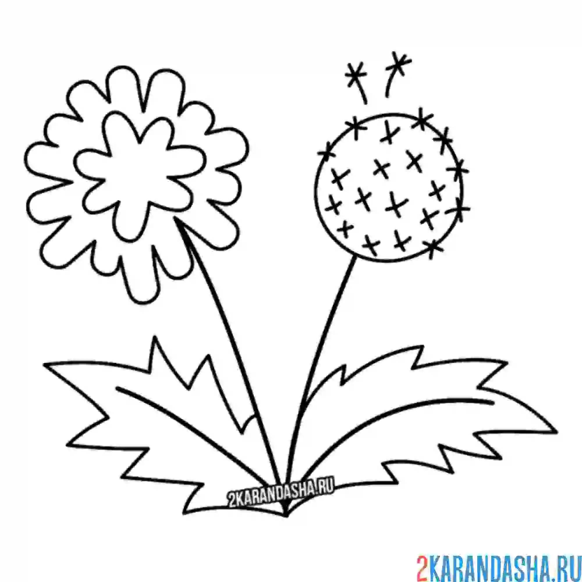 Раскраска простой одуванчик
