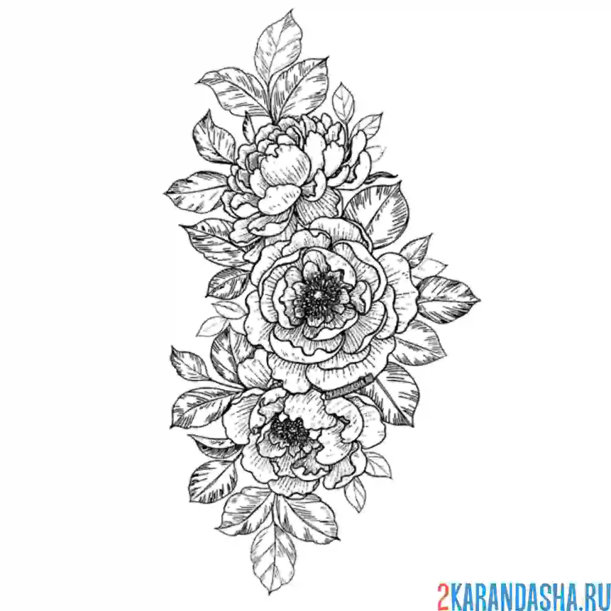 Раскраска розы шикарные