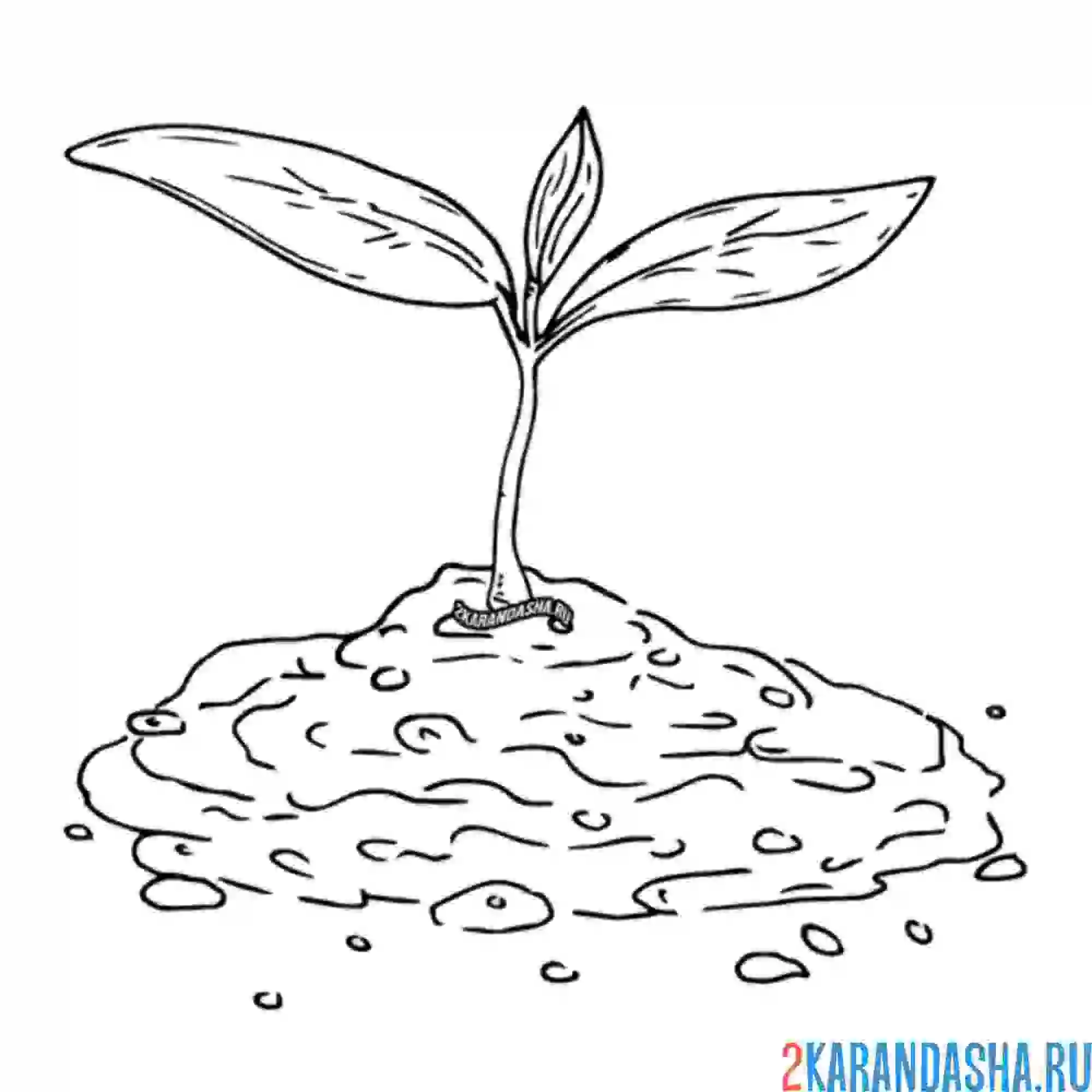 Раскраска саженец