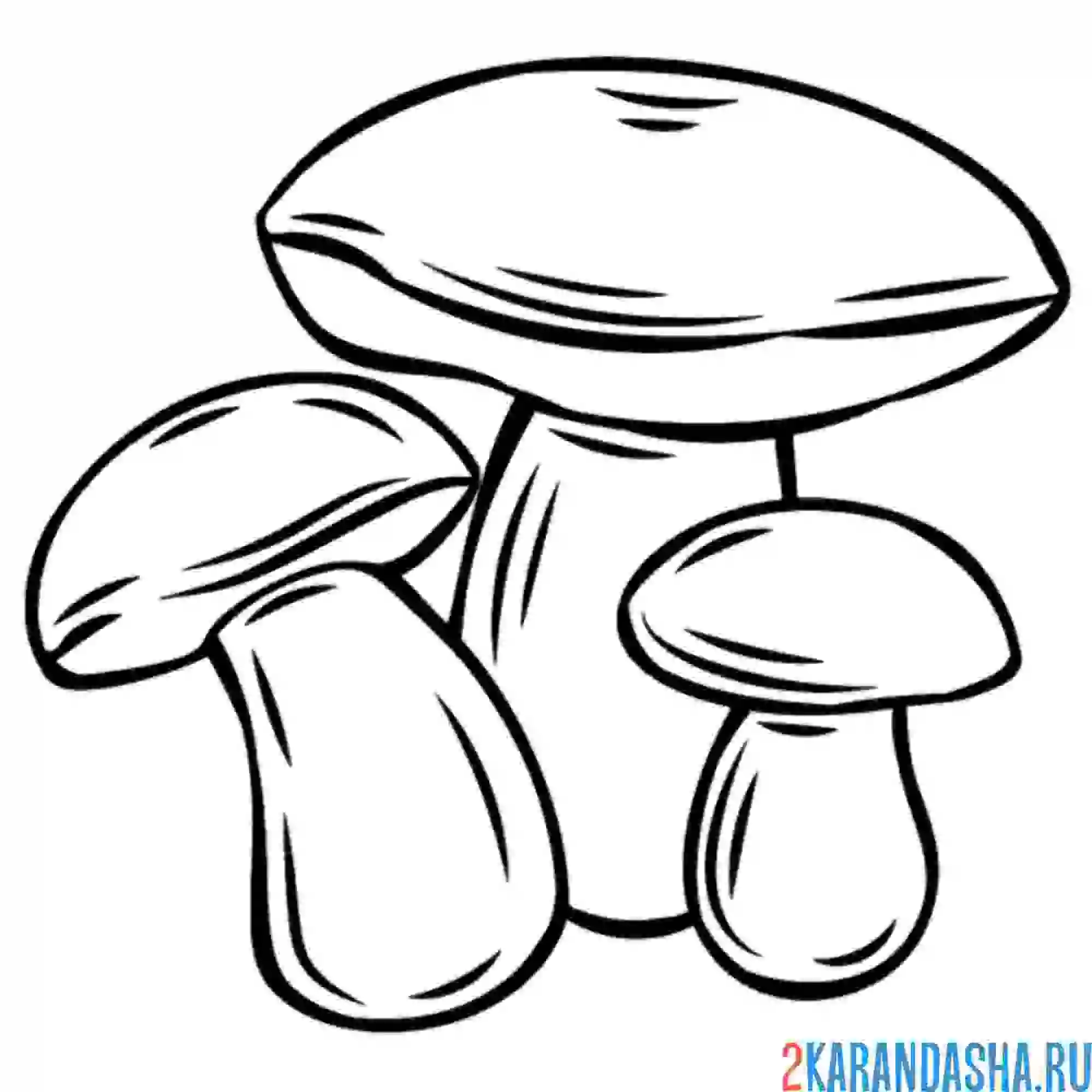 Раскраска три гриба