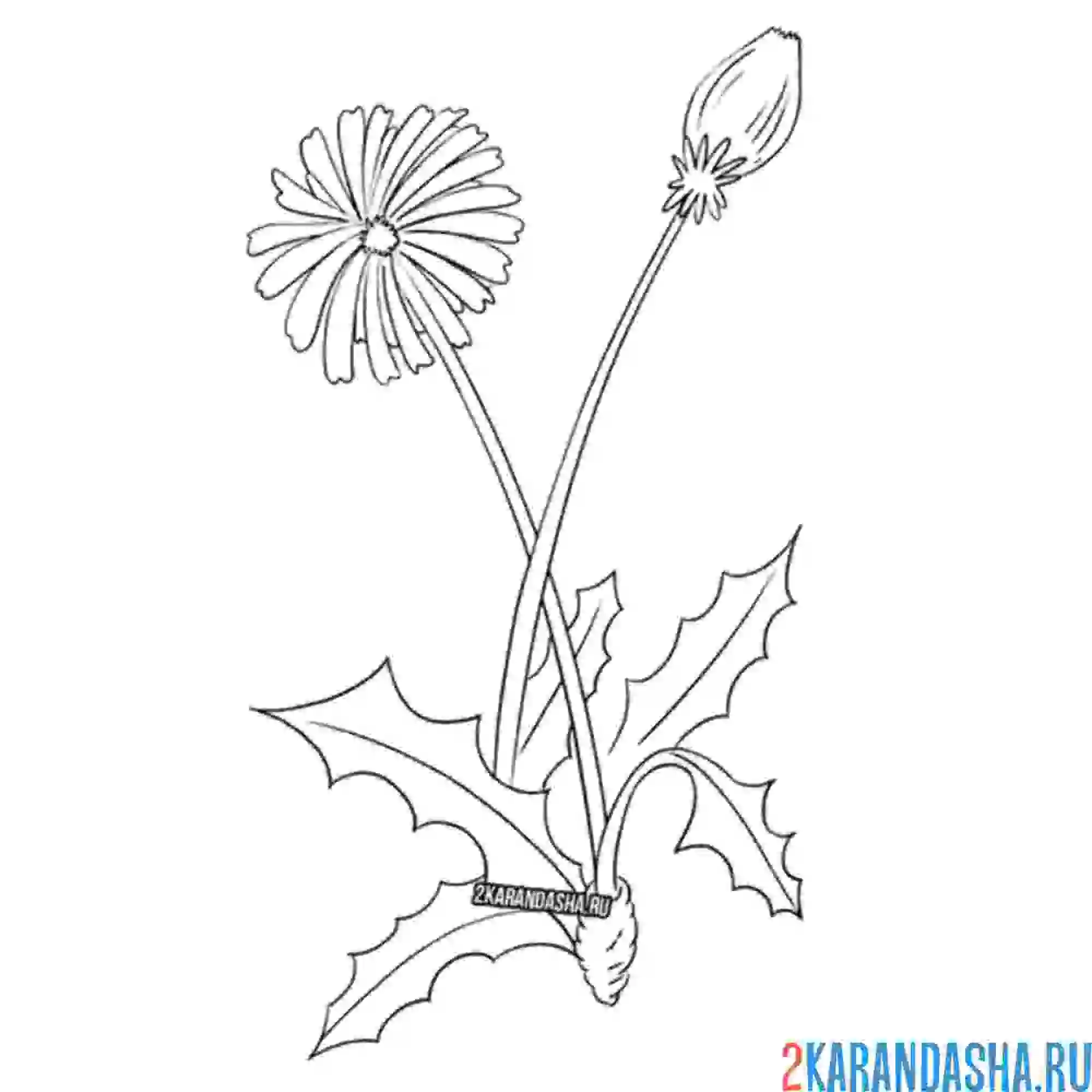 Раскраска зеленый одуванчик