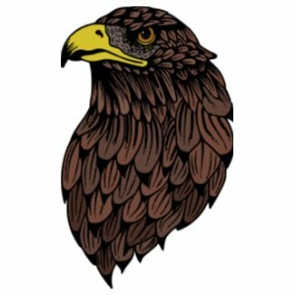 Цветной пример раскраски красавец орел